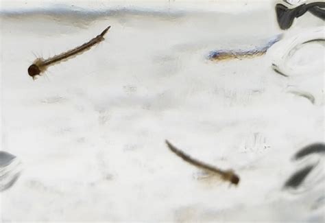 Mosquito Larvae - What's That Bug?