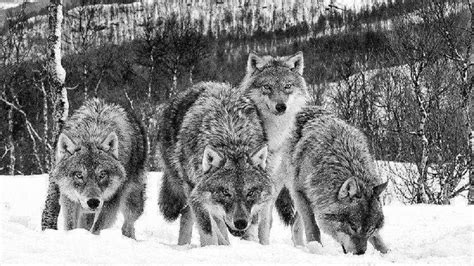 10 Best Wolf Pack Wallpaper Hd FULL HD 1080p For PC Background 2020