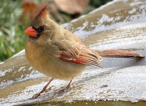 Bird of the Month: The Northern Cardinal - The Toast