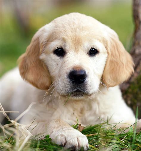 Pictures Of Golden Retrievers - Golden Retriever Photo Gallery