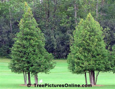 Cedar Trees, Pair of Ornamental Cedar Trees | TreePicturesOnline