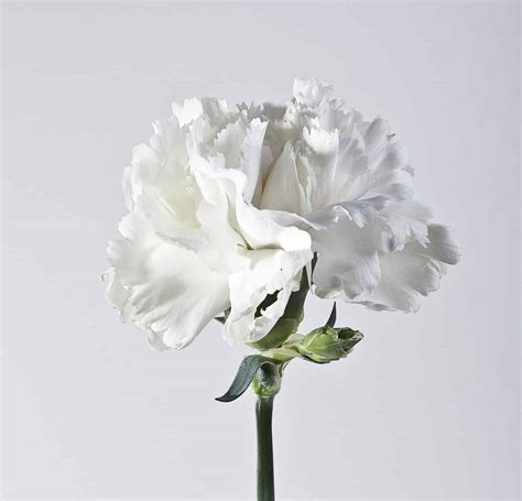 White Carnation: Meaning, Symbolism, and Proper Occasions - A-Z Animals