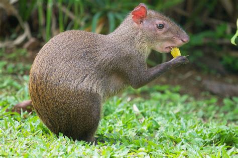 Agouti and Paca Facts: Interesting Rodents of South America - PetHelpful