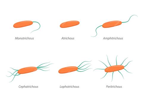 Premium Vector | Arrangement of bacterial flagella Various forms of flagellation with ...