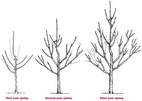 Pruning Backyard Fruit Trees - Door County Pulse