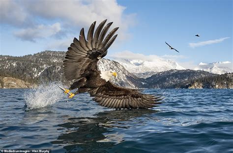 Swooper photo! British expat photographer snaps bald eagle taking a fish from Alaskan seas ...