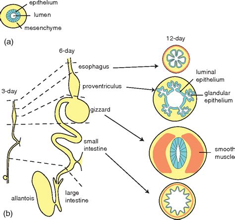 Figure 1 from Molecular analysis of endoderm regionalization ...