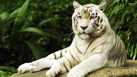 White Tiger Wallpaper (63+ pictures) - WallpaperSet