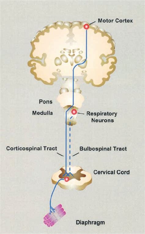 Tectospinal Tract Pathway