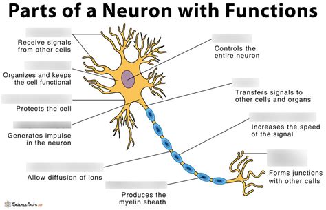 The Neuromuscular System Diagram | Quizlet