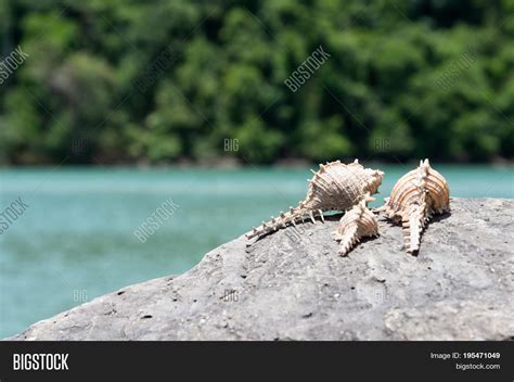 Marine Predatory Snail Image & Photo (Free Trial) | Bigstock