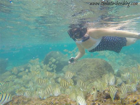 What You Need To Know About Snorkeling At Sharks Cove On Oahu | Sharks cove oahu, Oahu, Snorkeling