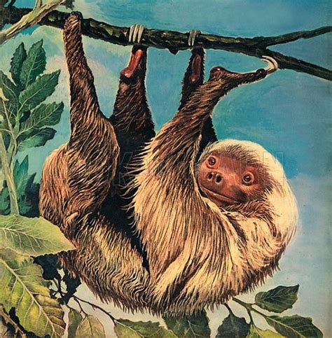 The Laziest Animal in the World – the Sloth - Look and Learn History Picture Library