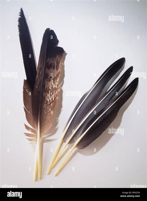 Group of eagle and goose feathers Stock Photo - Alamy