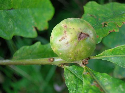 Down in the Bog: Oak galls and iron gall ink