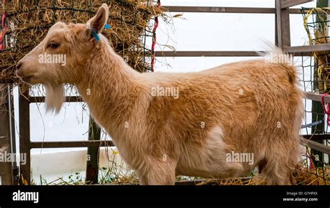 Brown Pygmy Goat in pen Stock Photo - Alamy