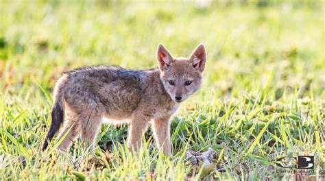 black-back jackal pups - Corrie Barnard (3) - Africa Geographic