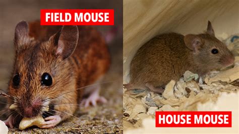 House Mouse Vs Field Mouse