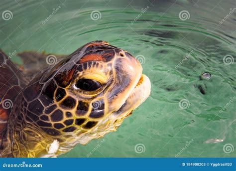 Close Up View on a Green Sea Turtle Eyes Stock Image - Image of hawaiian, reef: 184900203