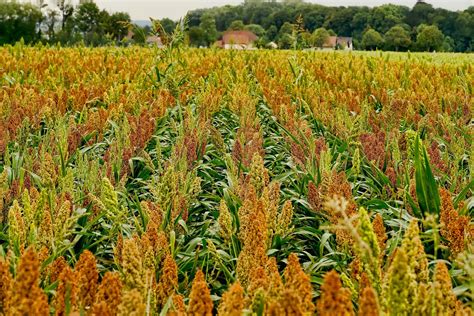 Sorghum Cultivation For High Yield - FarmPally.com