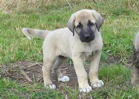 Shepherds Rest Farm: Anatolian Shepherd Puppies 7 Weeks Old