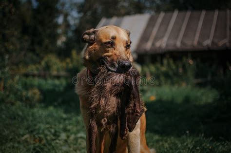 Dog holding raccoon stock image. Image of caught, hunting - 221321039