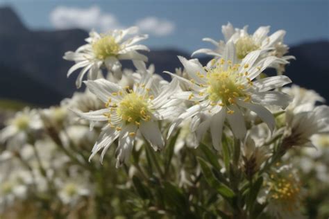 Edelweiss Flower Meaning, Symbolism & Spiritual Significance - Foliage Friend - Learn About ...