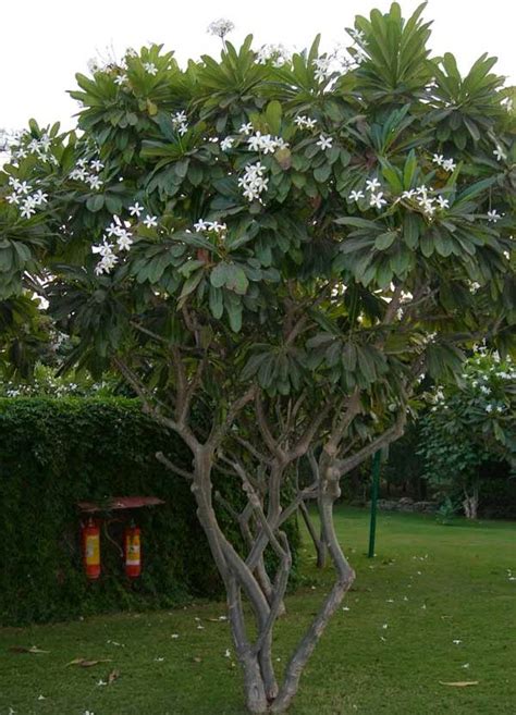 Pohon Kamboja (Kamboja Lokal & Kamboja Bali) ~ Arya Flower Landscape