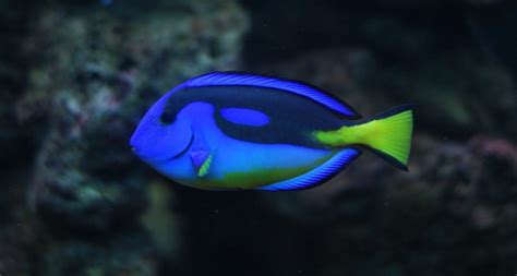 What Kind of Fish is Dory? Can you keep the blue tang as a pet?