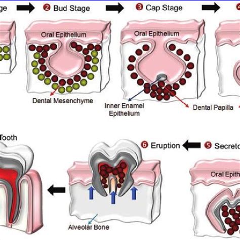 Developmental process of tooth morphogenesis. Tooth development is ...