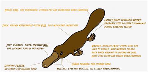 Learn More About The Elusive Platypus - Platypus Teeth Plates Transparent PNG - 915x460 - Free ...