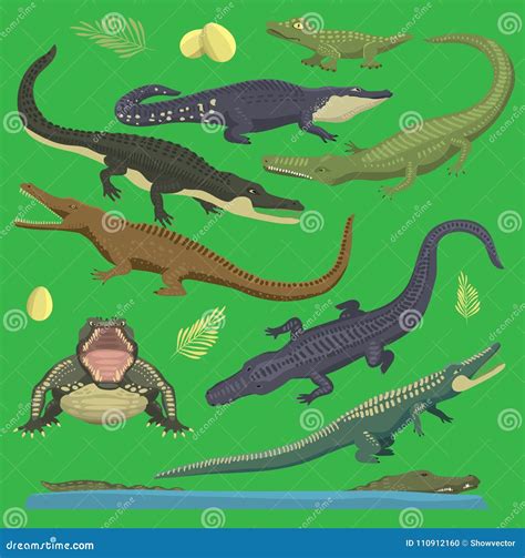 Crocodile Alligator Green Vector Reptile Illustration Of Wild Animals ...