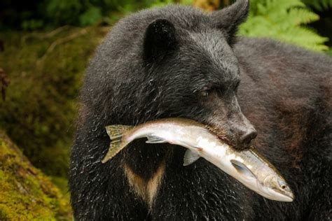 What Do Black Bears Eat? Discover The Black Bear Diet - WildlifeTrip