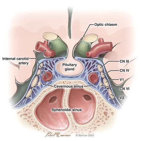 Parts Of Nose And Its Function