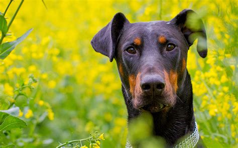 Doberman Lab Mix - All About This Incredible Cross Breed