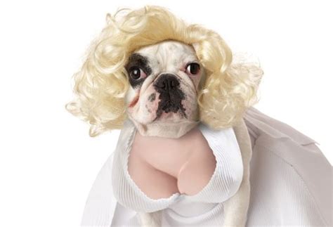 50 Funny Dog Costumes That Will Make You Laugh Out Loud