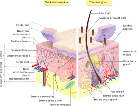 Labeled Diagram Of Human Skin