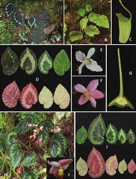 Morphological variation of Begonia longiciliata in China(Photos by... | Download Scientific Diagram