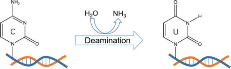 SsDNA cytosine to uracil. Deamination of cytosine to form uracil ...