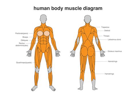 Core Muscles Of The Body