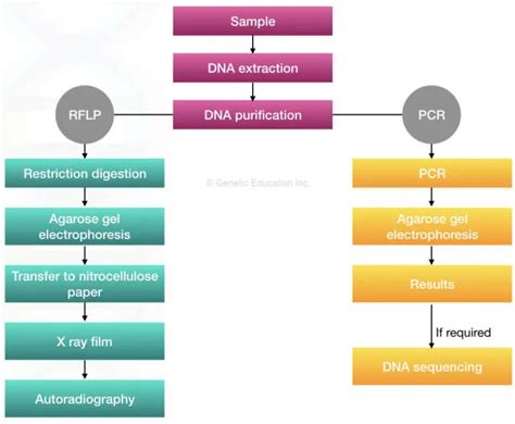 DNA Fingerprinting- Definition, Steps, Methods and Applications