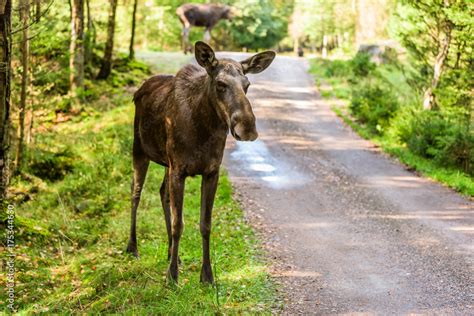 Young moose standing beside a country road in a forest. Stock Photo | Adobe Stock