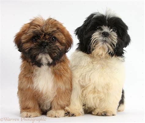 Dogs: Brown and black-and-white Shih-tzu puppies photo - WP38314