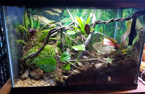 Amazing Pet Enclosures — Tree frog setup (source) | Tree frog terrarium, Frog terrarium, Pet ...