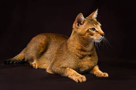 Chausie Cat Breed Profile - Cat-World