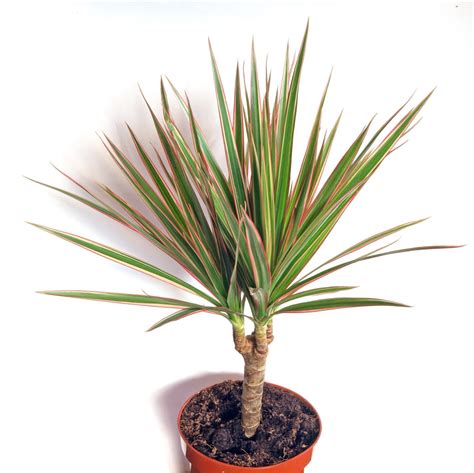 Dracaena Marginata | PLANTS WHITSUNDAY