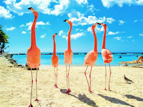 Aruba's Private Renaissance Island: Flamingo Beach