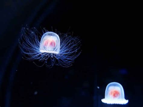 13 best images about Turritopsis dohrnii on Pinterest | The secret, Initials and Back to