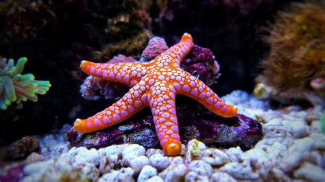 40 Quirky Starfish Facts That May Surprise You - Facts.net