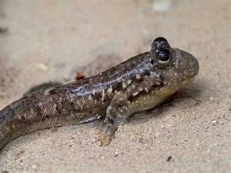 19 Facts About Mudskipper - Facts.net